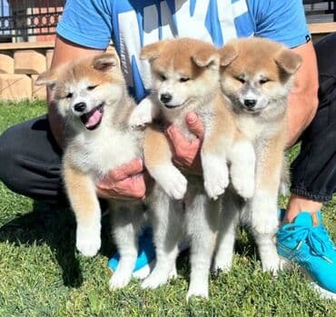 psi za udomljavanje beograd: Stenci akita inu-Japanski Sashatoshi odgajivačnica Japanskih akita — 4