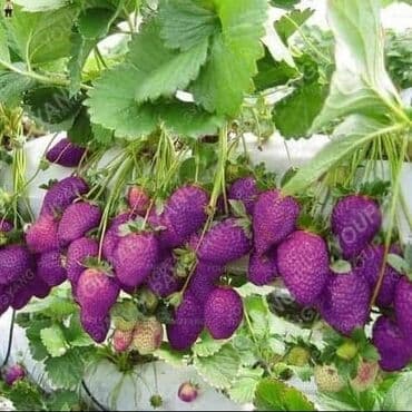 staklene tegle od 5 litara: Seme Lotosa Cena:650din/5 semenki Za kućni Lotus potrebna vam je — 8