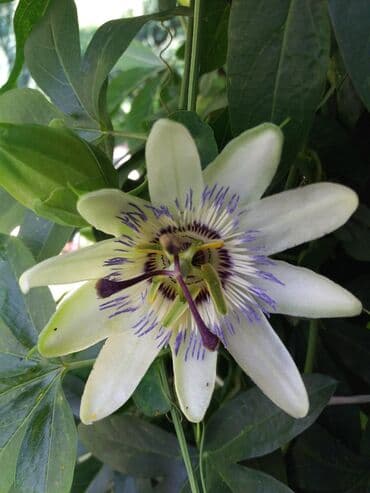 cena prohromskog lima po kilogramu: Hristov venac Cveće Hristov Venac Passiflora caerulea spada u red — 2