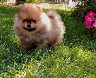 pomeranac mali psi za stan na poklon: Štenci pomeranskog špica Štenci pomeranskog špica starosti 2,5 — 1