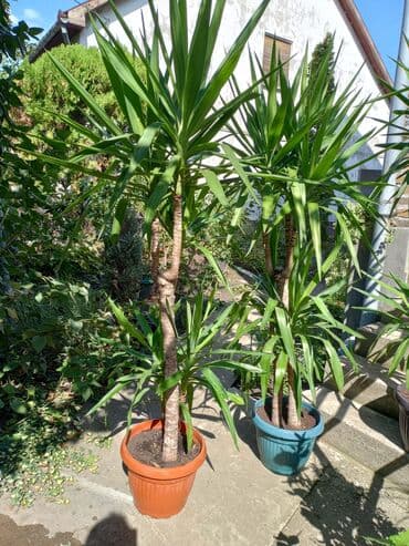 ikea kvake za sobna vrata: Yucca biljka sa karakterističnim deblom i dugim, šiljastim zelenim — 3