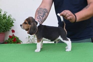 Životinje: NEO'S STYLE KENNEL FCI 8177 Naša odgajivačnica objavljuje novo leglo U — 7