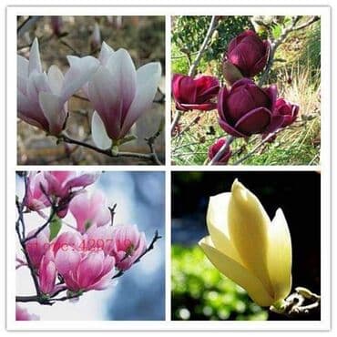 dimenzije ljuljaske za decu: █▬█ █ ▀█▀ *** EXTRA PONUDA *** Magnolije Mix boja 30 semenke Saljemo — 2