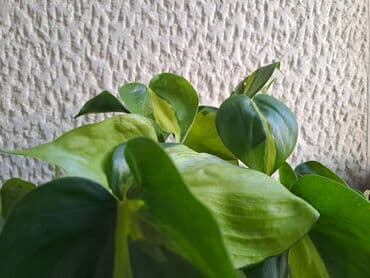 protočne slavine sa grejačem: Filadendron Brasil sa prve i druge slike je 800, Dracena Marginata — 2