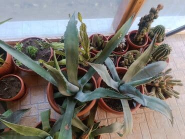 Aloe Vera više vrsta — 4