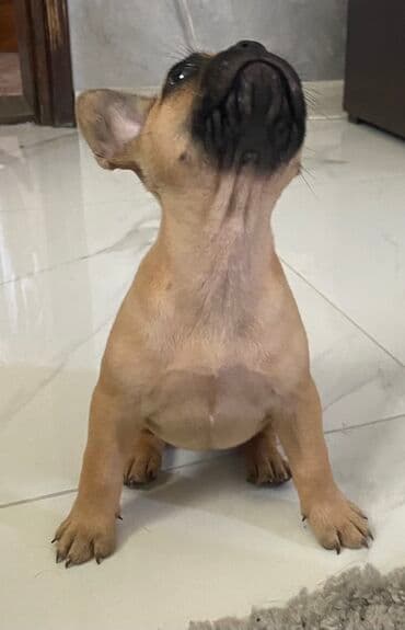 mali psi za stan na poklon: Smeđi francuski buldog sa crnom maskom. Ovaj mali pas ima — 2