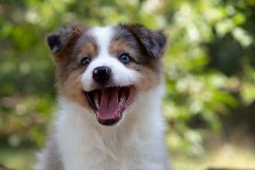 psi za udomljavanje beograd: Border koli-Border collie, štenad, crno bela i blue merle. Štenad je — 1