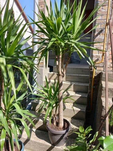 polovne decije sobe: Yucca biljka sa karakterističnim deblom i dugim, šiljastim zelenim — 2