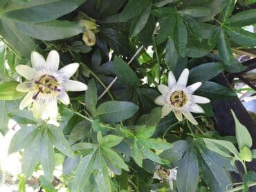 cena prohromskog lima po kilogramu: Hristov venac Cveće Hristov Venac Passiflora caerulea spada u red — 4