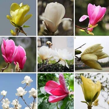 dimenzije ljuljaske za decu: █▬█ █ ▀█▀ *** EXTRA PONUDA *** Magnolije Mix boja 30 semenke Saljemo — 3