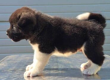 Životinje: Američka Akita, štenci Odgajivacnica TOP WINNER PUPPY sa ponosom — 8