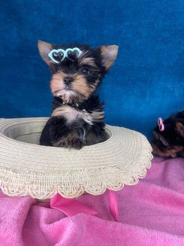 mali psi za stan: Yorkshire Terrier štenci Na prodaju su dve nežne princeze i jedan — 4
