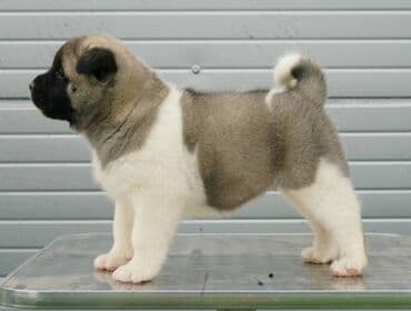 Psi: Američka Akita štenci Odgajivacnica TOP WINNER PUPPY sa ponosom — 7