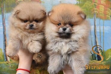 Pomeranac Boo. Stenci pomeranca vrhunskog kvaliteta,vakcinisani uredno — 5