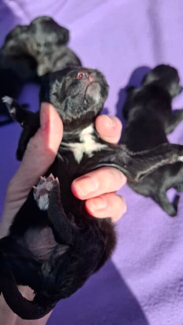 Životinje: Poklanjamo dobrim ljudima bebe sisavce našli smo ih bačene u kutiji — 6
