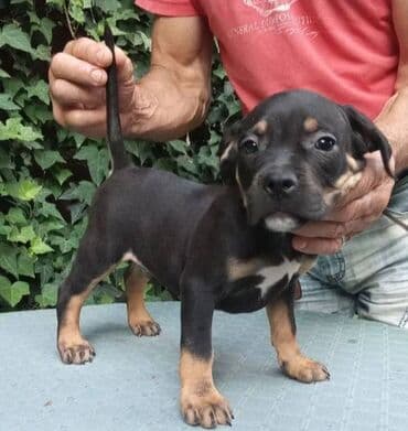 psi pomeranci na poklon: American bully AMERICKI BULLY, top stenad, strucno odnegovana — 4