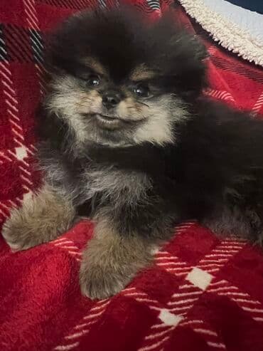 Životinje: Pomeranac Boo unikatni muzjak black and tan boje,star 2.5 — 2