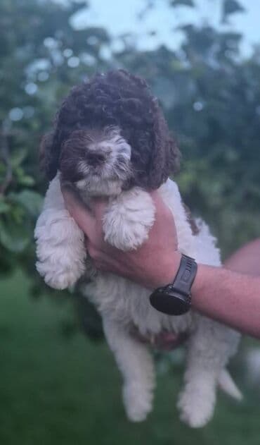 psi pomeranci: Stenci lagotto romagnolo Stenci lagotto romagnolo Stenci stari 3 — 2