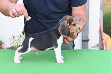 Životinje: NEO'S STYLE KENNEL FCI 8177 Naša odgajivačnica objavljuje novo leglo U — 5