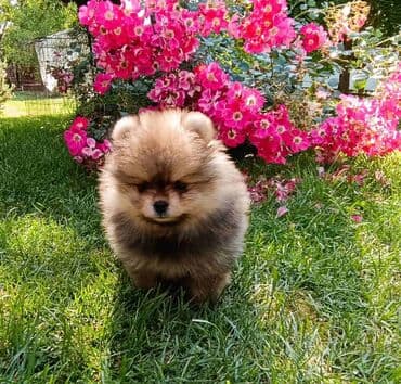 pomeranac mali psi za stan na poklon: Štenci pomeranskog špica Štenci pomeranskog špica starosti 2,5 — 3