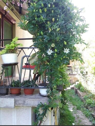 cvetni tepih cvece: Cveće Hristov Venac Hristov venac Passiflora caerulea spada u red — 5