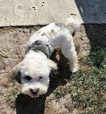 psi za lov: Maltipoo štenci MALTIPOO štenci izuzetnog kvaliteta i izgleda, veoma — 10
