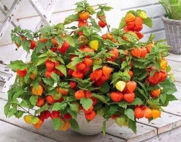 cena jagode 2024: Peruanska jagoda, Andska jagoda Physalis peruviana Cena:450 din/15 — 1