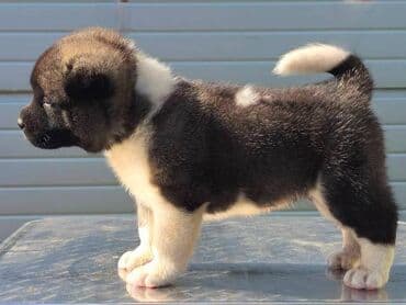 Životinje: Američka Akita, štenci Odgajivacnica TOP WINNER PUPPY sa ponosom — 4