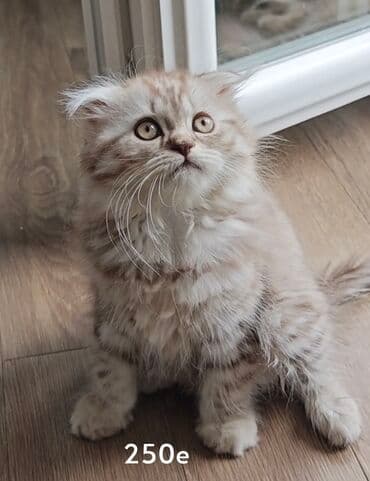 profesionalne cetke za pse: Mače rase Scottish Fold, svetle dlake sa tamnijim tigrastim šarama — 1