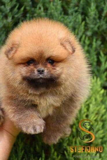 pomeranac mali psi za stan na poklon: Pomeranac Boo. Vrhunski štenci pomeranca,kratkih nĵuskica, dobre dlake — 5
