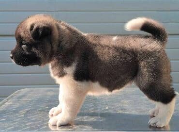 Životinje: Američka Akita, štenci Odgajivacnica TOP WINNER PUPPY sa ponosom — 7