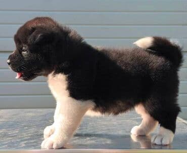 Životinje: Američka Akita, štenci Odgajivacnica TOP WINNER PUPPY sa ponosom — 9