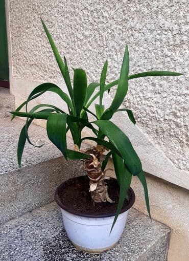 cena prohromskog lima po kilogramu: Malo drvo života Visina je od 45cm. Lično Bg ili slanje post — 2