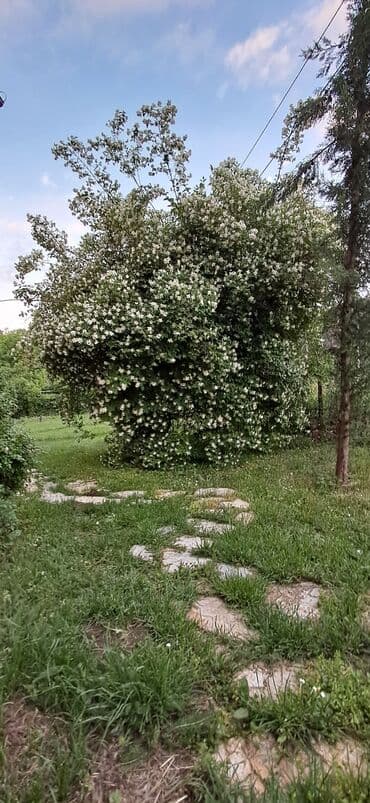 kikinda oglasi kuce: 145 kv. m, 4 sobe — 4