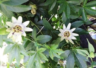 cvetni tepih cvece: Cveće Hristov Venac Hristov venac Passiflora caerulea spada u red — 2