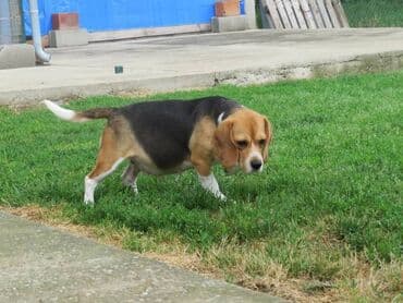 Pets & Animals: BIGL - trikolor stenci Prodajemo stence Bigla, trobojne, oba pola — 5