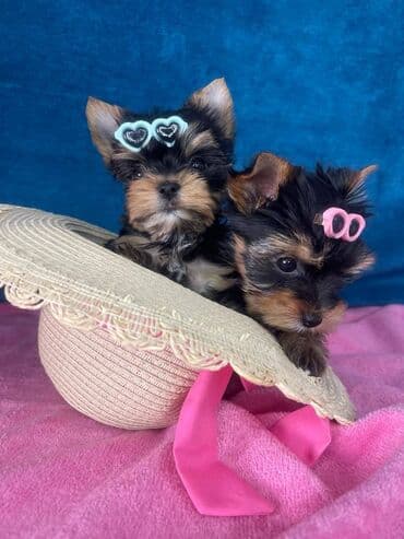 mali psi za stan: Yorkshire Terrier štenci Na prodaju su dve nežne princeze i jedan — 1
