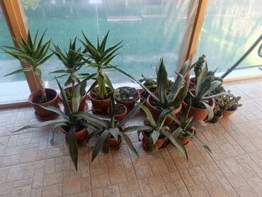 Aloe Vera više vrsta — 5
