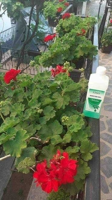 plasticno bure 60 l cena: Sanitar gel ⚘️⚘️⚘️⚘️⚘️⚘️⚘️⚘️⚘️⚘️🌹🌹🌹🌹🌹🌹🌹🌹🌹🌹 Moje cvece uziva i prija — 1