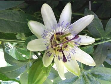 cvetni tepih cvece: Cveće Hristov Venac Hristov venac Passiflora caerulea spada u red — 3