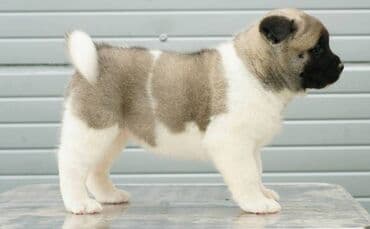 Psi: Američka Akita štenci Odgajivacnica TOP WINNER PUPPY sa ponosom — 6