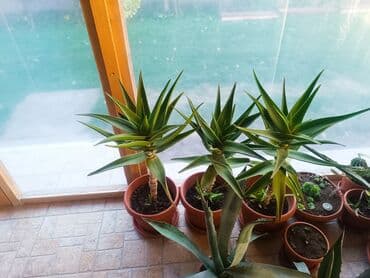 Aloe Vera više vrsta — 1