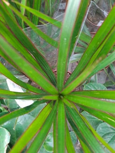 protočne slavine sa grejačem: Filadendron Brasil sa prve i druge slike je 800, Dracena Marginata — 3