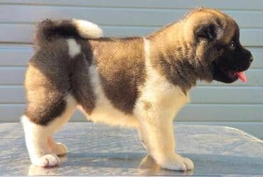 Životinje: Američka Akita, štenci Odgajivacnica TOP WINNER PUPPY sa ponosom — 6