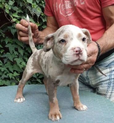 psi pomeranci na poklon: American bully AMERICKI BULLY, top stenad, strucno odnegovana — 1