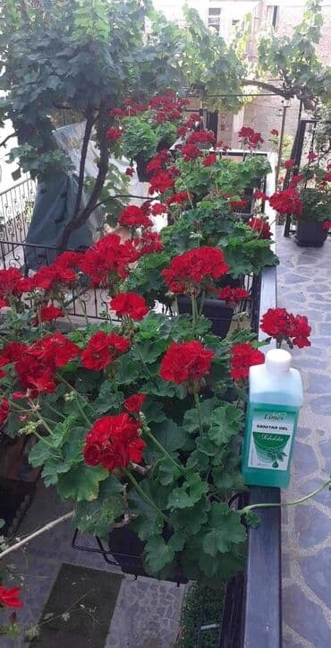 plasticno bure 60 l cena: Sanitar gel ⚘️⚘️⚘️⚘️⚘️⚘️⚘️⚘️⚘️⚘️🌹🌹🌹🌹🌹🌹🌹🌹🌹🌹 Moje cvece uziva i prija — 2