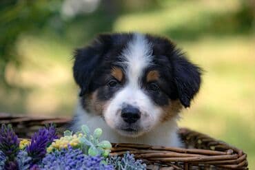 psi za udomljavanje beograd: Border koli-Border collie, štenad, crno bela i blue merle. Štenad je — 2