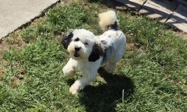 psi za lov: Maltipoo štenci MALTIPOO štenci izuzetnog kvaliteta i izgleda, veoma — 4