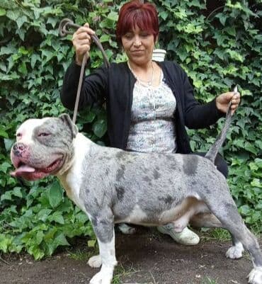 psi pomeranci na poklon: American bully AMERICKI BULLY, top stenad, strucno odnegovana — 5