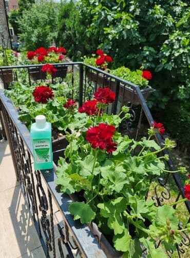plasticno bure 60 l cena: Sanitar gel ⚘️⚘️⚘️⚘️⚘️⚘️⚘️⚘️⚘️⚘️🌹🌹🌹🌹🌹🌹🌹🌹🌹🌹 Moje cvece uziva i prija — 3
